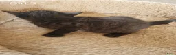 Domestic Shorthair cats for sale: 5  Beautiful Domestic Shorthair Tabby Kittens  - Advert 2