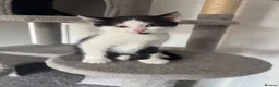 Domestic Shorthair cats for sale: 5 kittens available for their forever home 🩷💙 - Advert 38