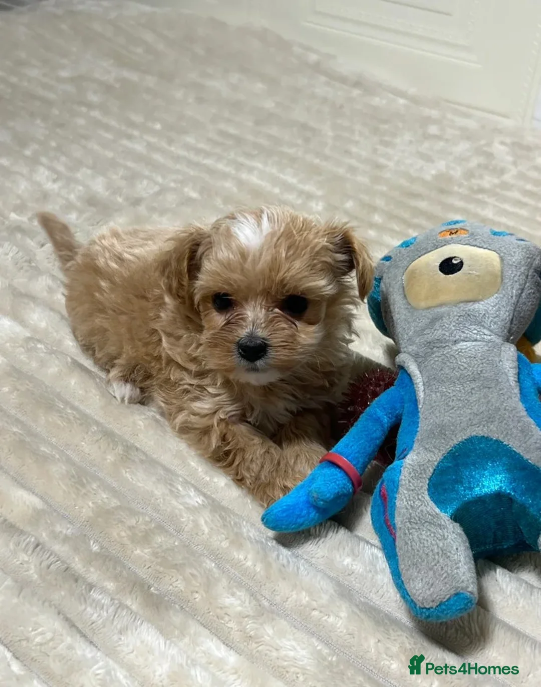 Maltipoo dogs for sale: Maltipoo puppies looking for loving homes  in Manchester - Advert 5