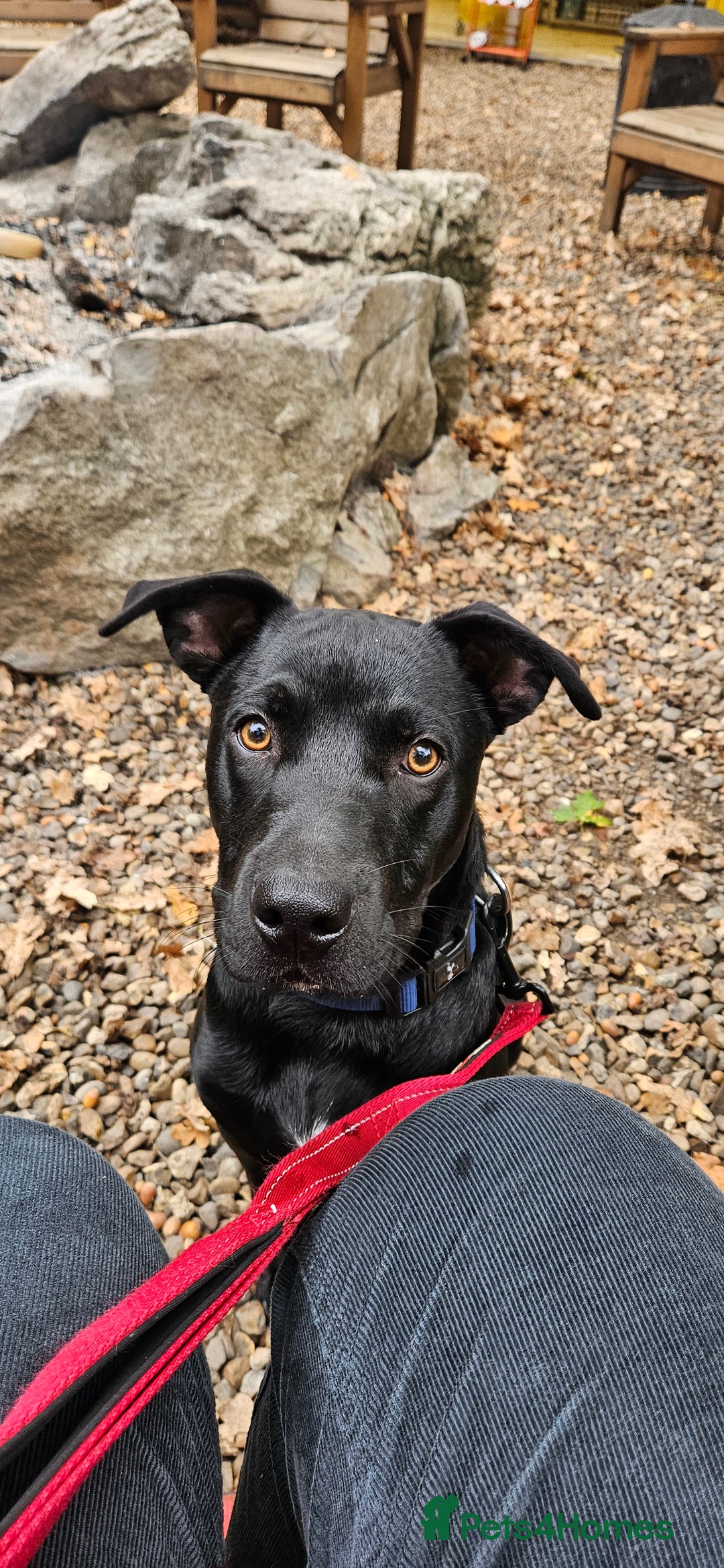 Mixed Breed dogs for sale: Lab-Staffy cross 8 months - Image 8