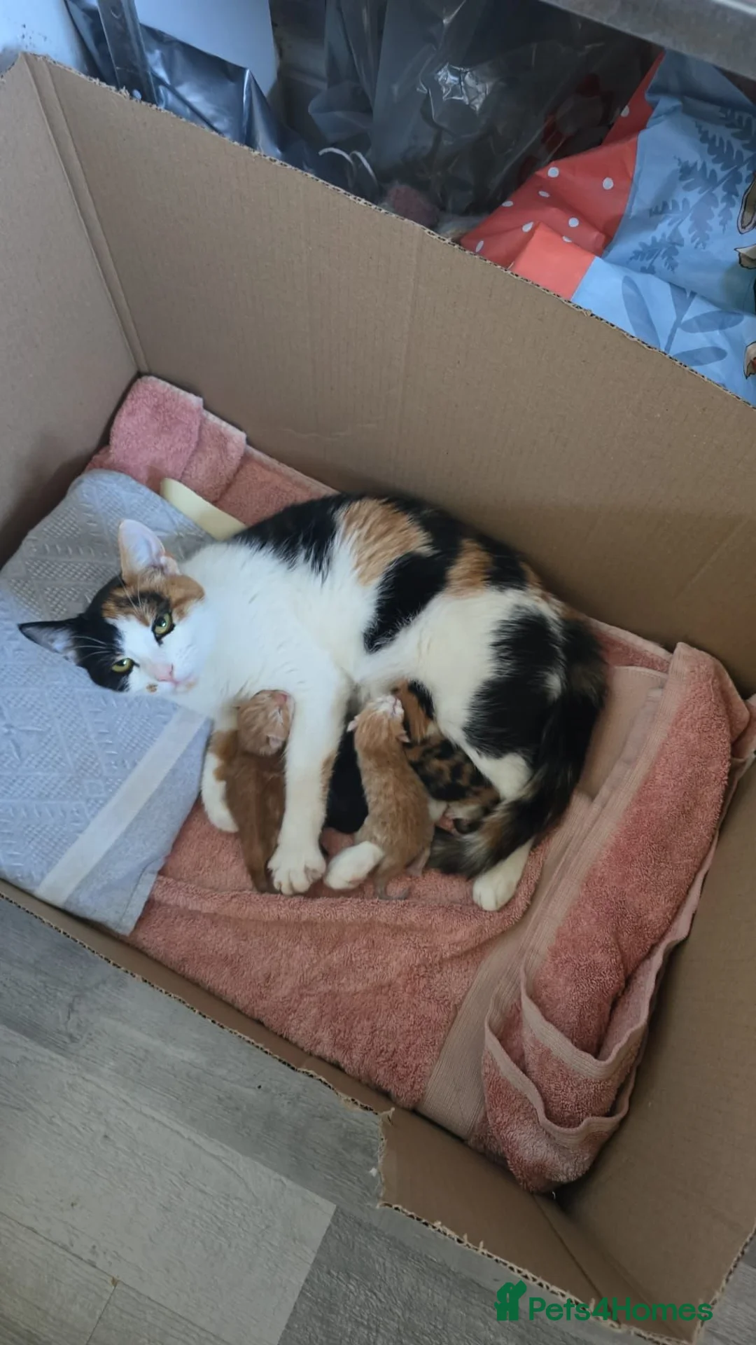 Mixed Breed cats for sale: 1 beautiful girl tortioshell/callico, 1 boy ginger in Gosport - Advert 24