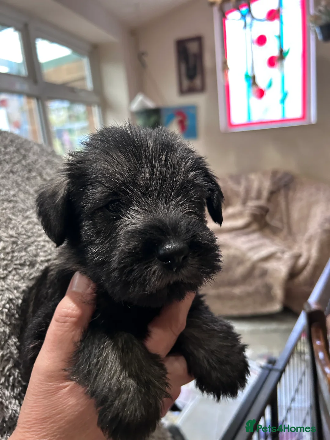 Schnauzer dogs for sale: KC reg Standard Schnauzers pepper & Salt - Advert 8