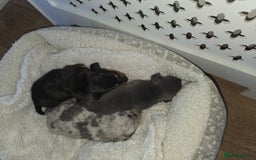 Miniature Dachshund dogs for sale: Miniature smooth dachshund  - Image 6