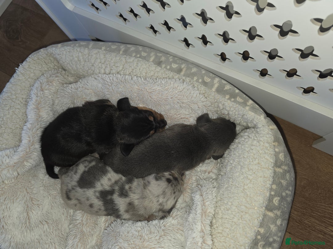 Miniature Dachshund dogs for sale: Miniature smooth dachshund  - Image 6