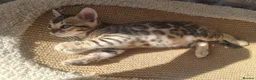 Bengal cats for sale: Stunning Litter of Bengal Kittens. Tica Registered - Advert 4