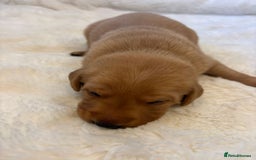 Labrador Retriever dogs for sale: KC REGISTERED DNA TESTED LABRADOR PUPPIES - Image 17