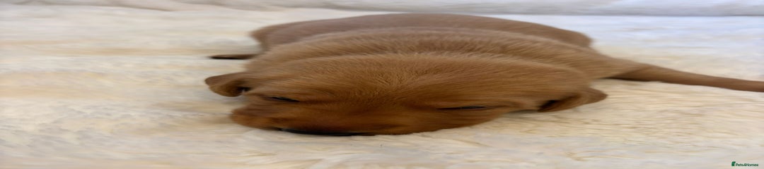 Labrador Retriever Puppy 6