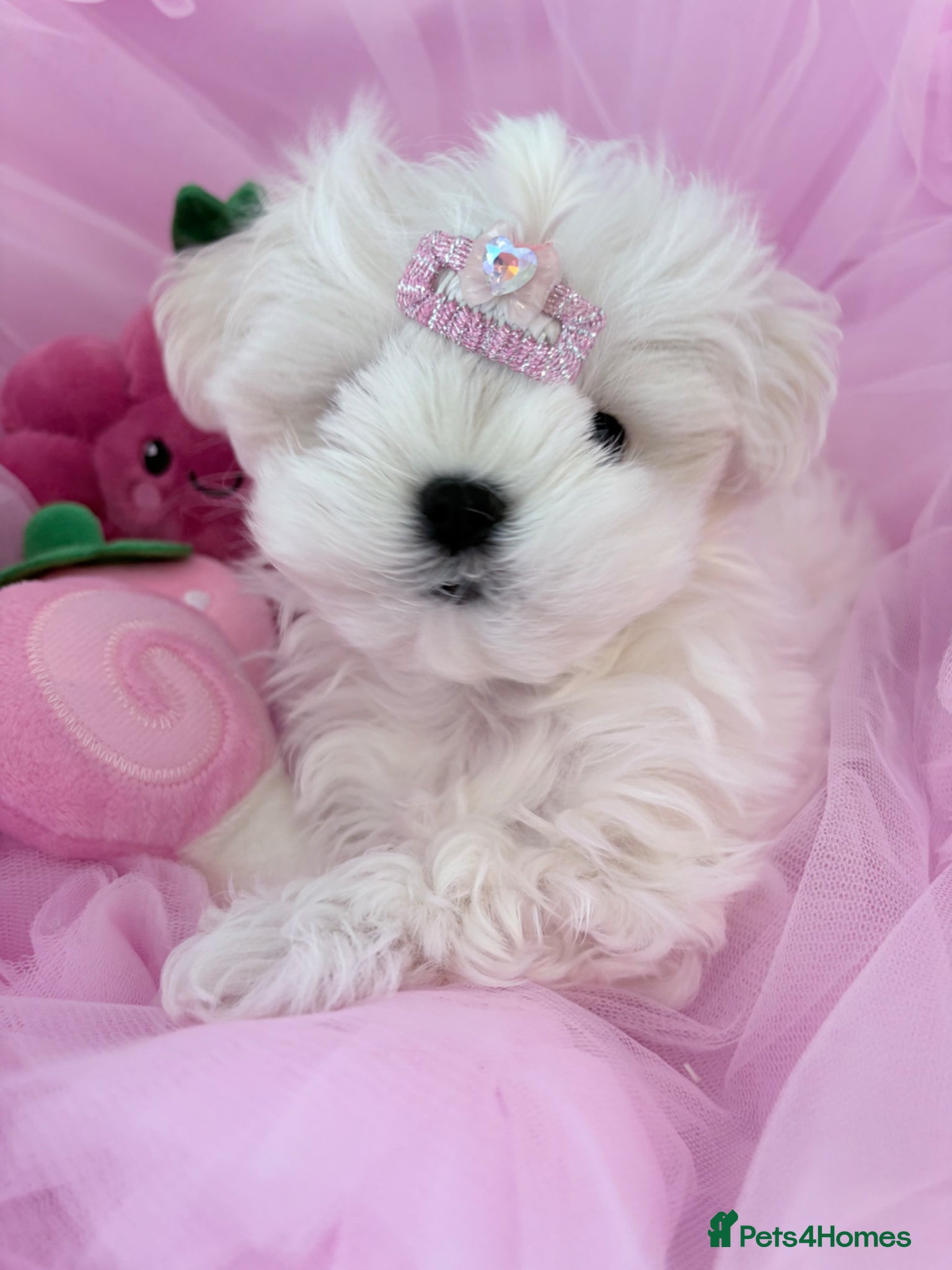 Maltese dogs 💗Gorgeous Korean baby girl 💗 - Advert 1