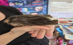 Guinea Pig rodents for sale: 5 Gorgeous MALE guineapigs for sale - Image 7