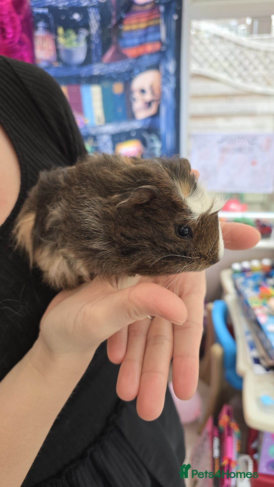 Guinea Pig rodents for sale: 5 Gorgeous MALE guineapigs for sale - Image 7
