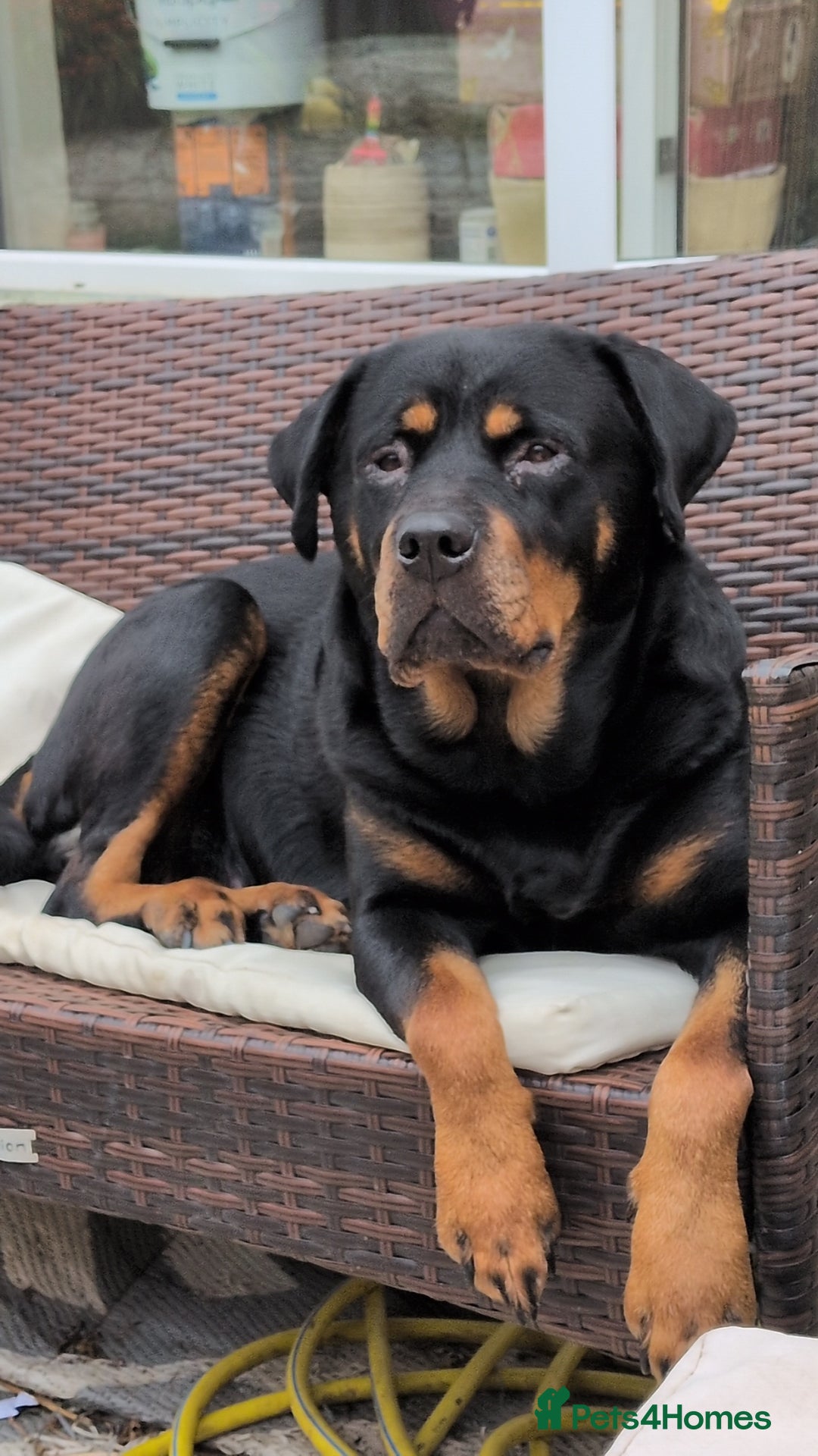Rottweiler dogs for sale: ⭐ Rottweiler ⭐ - Advert 11