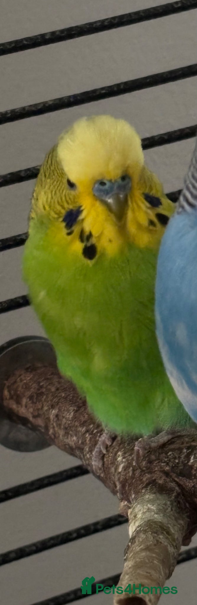 Budgerigars birds for sale: Young Green Male Budgie - Advert 3