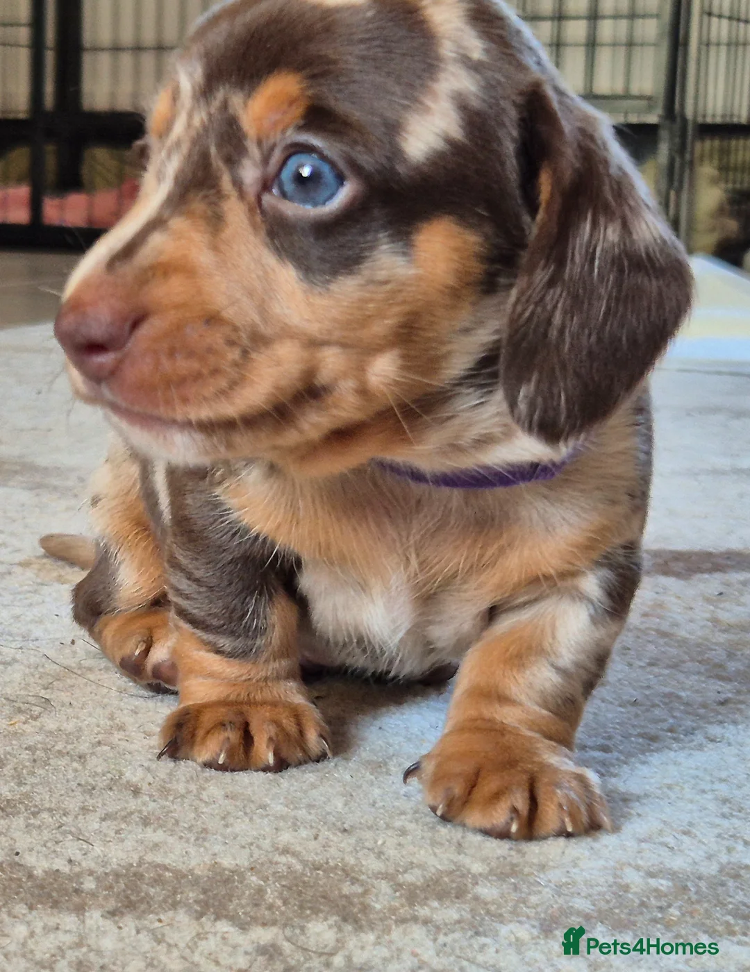 Miniature Dachshund dogs for sale: 4 stunning miniature dachshund pups - Advert 1