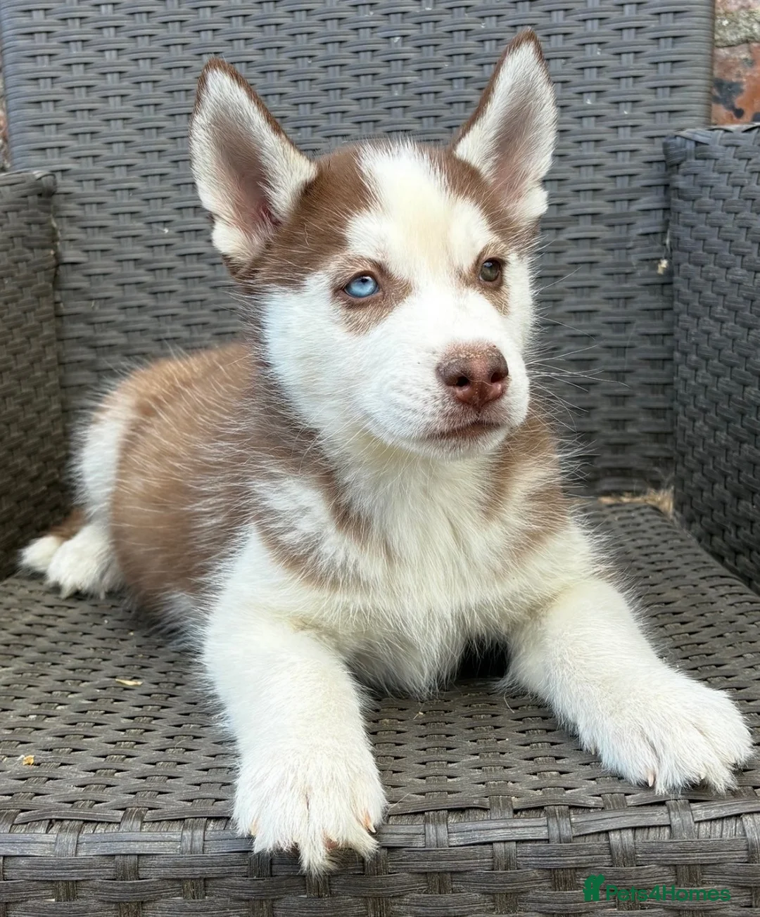 Siberian Husky dogs for sale: Siberian husky puppy dogs  - Advert 5