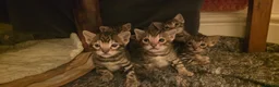Bengal cats for sale: 🐾 Our beautiful Bengal kittens are now ready in Leicester - Advert 12
