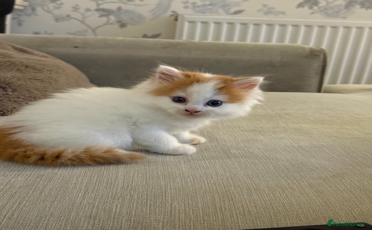 Persian cats - Advert 1