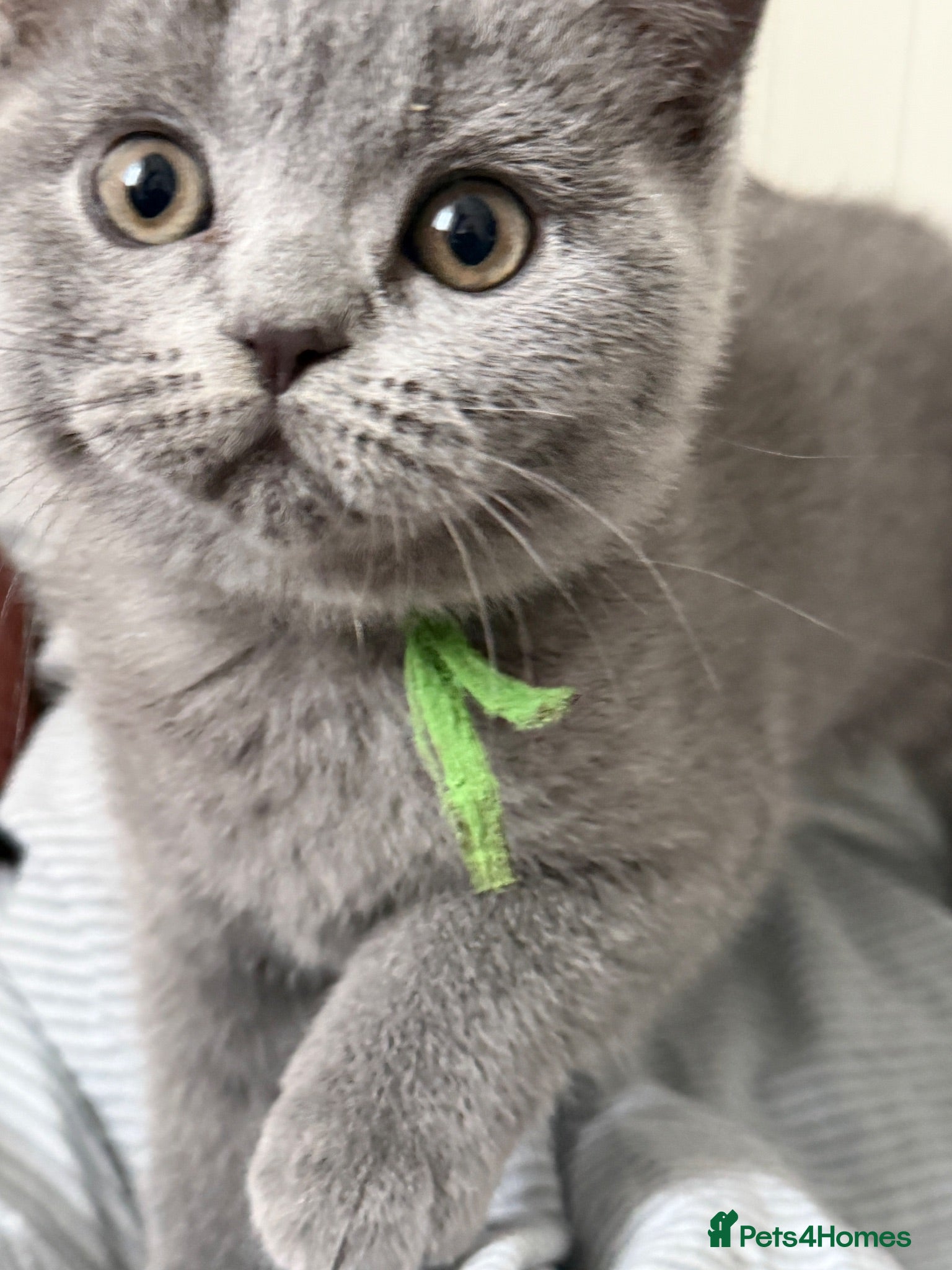 British Shorthair cats Lovely British Shorthair kittens for sale! - Advert 1