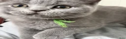 British Shorthair cats for sale: Lovely British Shorthair kittens for sale! - Advert 1