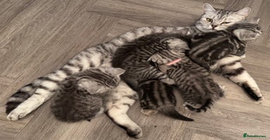 British Shorthair cats GCCF Reg BSH Silver Tabby & Spotted kittens - Advert 14