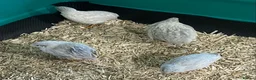 Quail poultry for sale: 5 Pairs of Adult Button Quail (pls read all info) - Advert 2