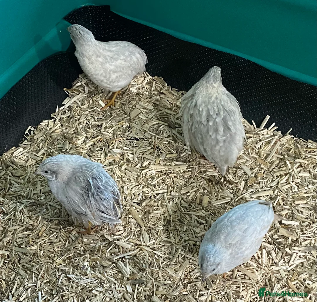 Quail poultry for sale: 5 Pairs of Adult Button Quail (pls read all info) - Advert 2
