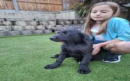 Labrador Retriever dogs for sale: ONLY 2 LEFT. Beautiful Healthy Labrador Puppies - Image 12