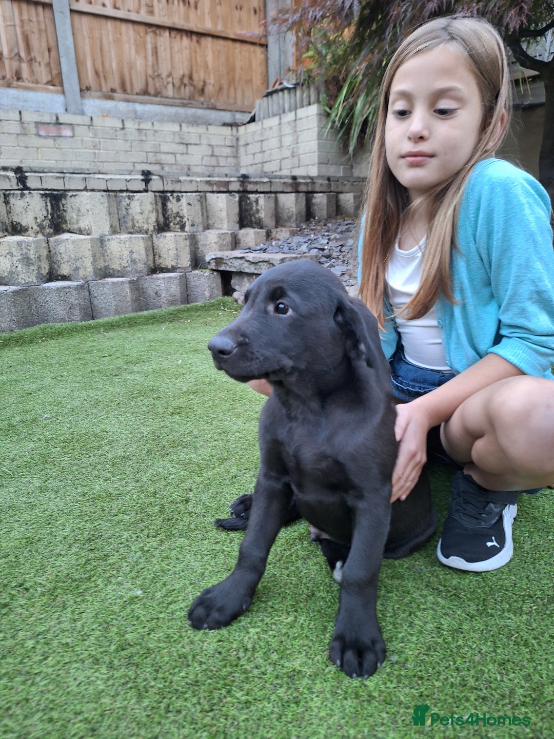 Labrador Retriever dogs for sale: ONLY 2 LEFT. Beautiful Healthy Labrador Puppies - Image 12
