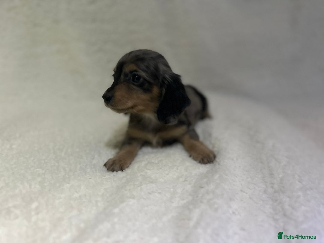 Miniature Dachshund dogs for sale: ****true to type mini dachshund *** - Advert 8