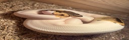 Python Snake reptiles for sale: Female ball python pied & Hognose snakes  - Advert 1