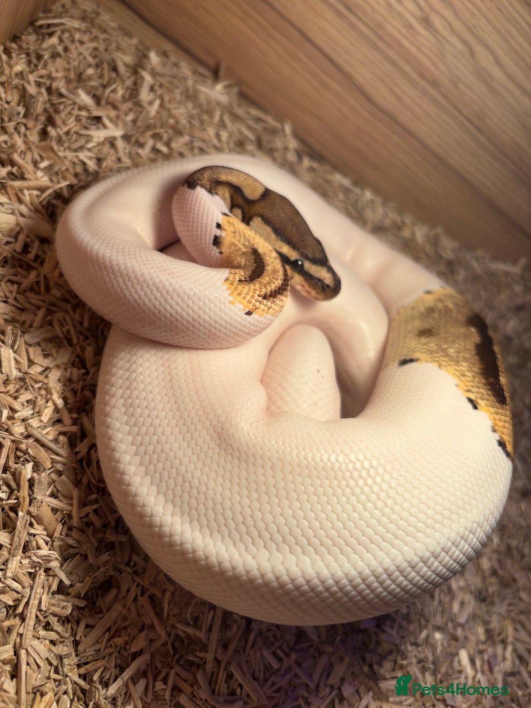 Python Snake reptiles for sale: Female ball python pied & Hognose snakes  - Advert 1