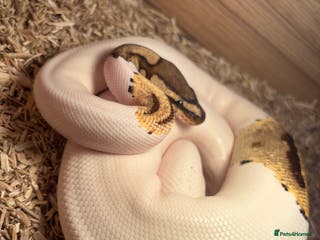 Python Snake reptiles Female ball python pied & Hognose snakes - Advert 3
