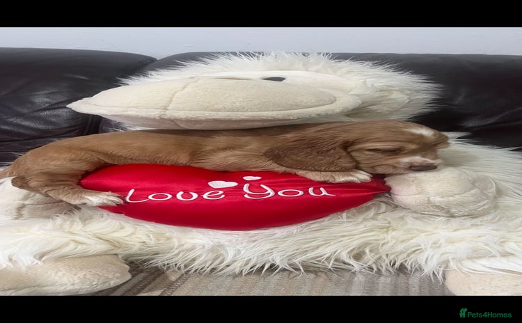 Cocker Spaniel dogs - Advert 6