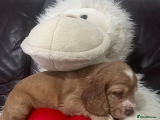 Cocker Spaniel dogs - Advert 16