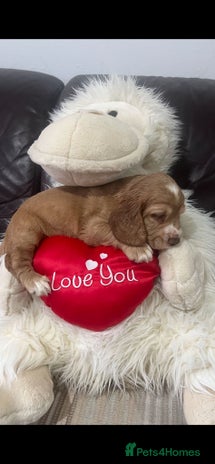 Cocker Spaniel dogs - Advert 6