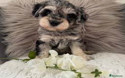 Mixed Breed dogs for sale: Very Rare colour Schnoodle puppies 💖🐶💙🐶 in Ashford - Image 1