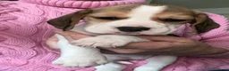 Beagle dogs for sale: KC Reg Pure Pedigree champ Beagle  - Advert 4