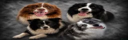 Border Collie dogs for sale: KC Registered, Health tested, Fully Vaccinated  - Advert 10