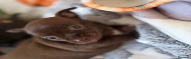 Chihuahua Puppy 3