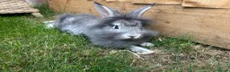 Mixed Breed rabbits for sale: *Lion head x Rex female ready now* - Advert 2