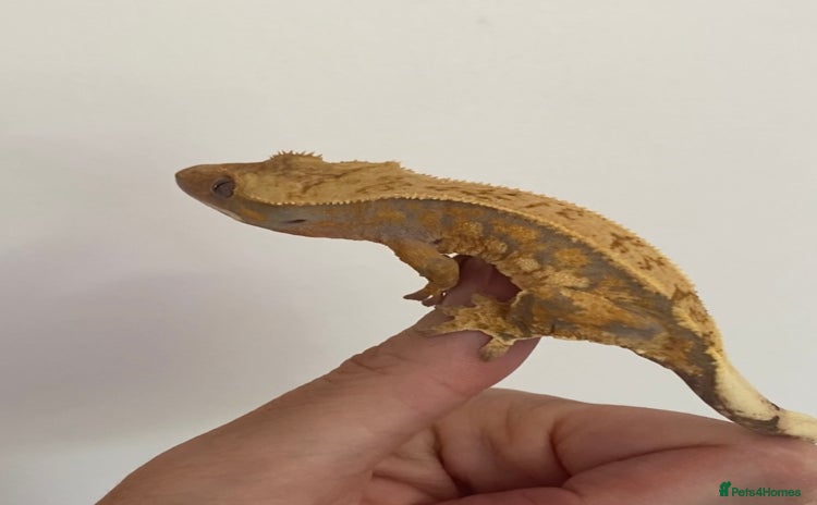 Gecko reptiles - Advert 11