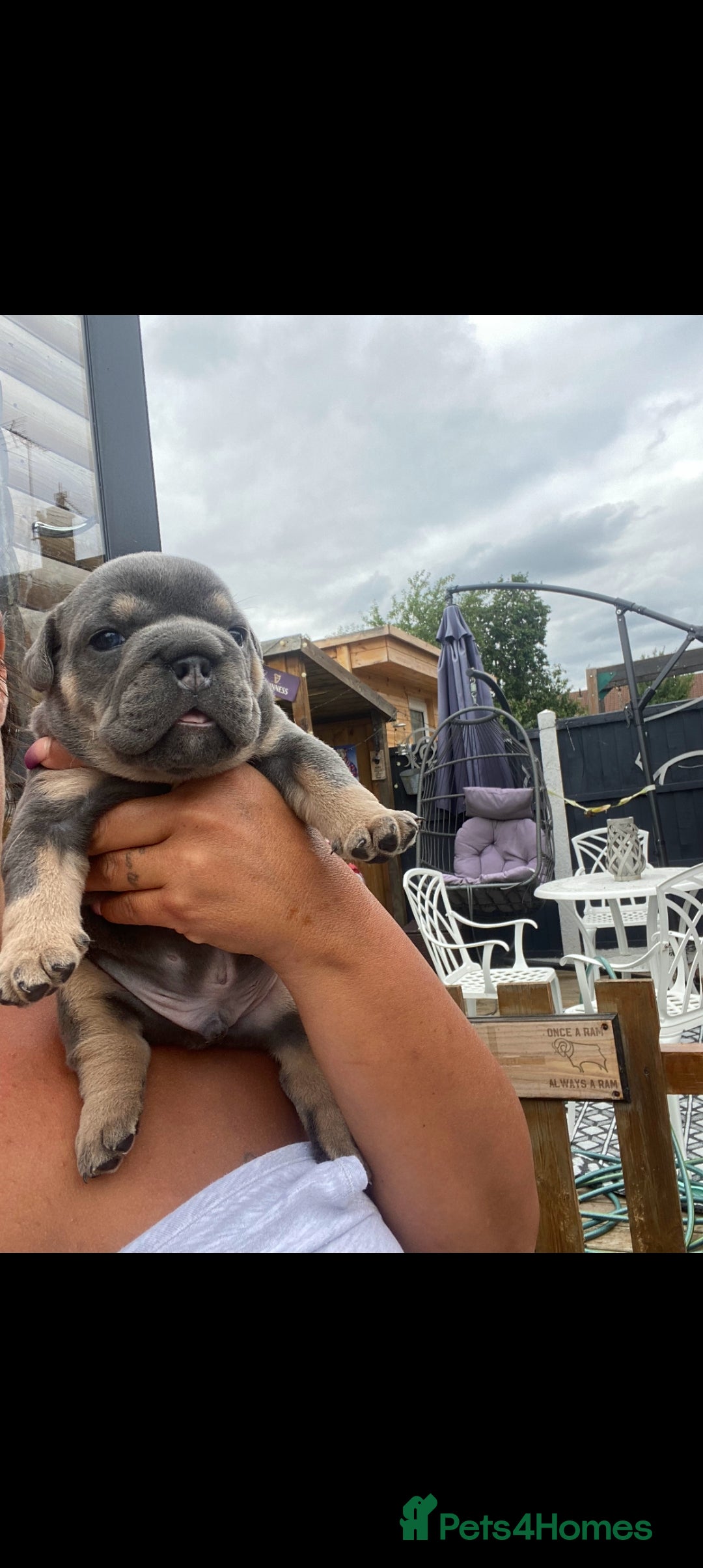 English Bulldog dogs for sale: KC REGISTERED ENGLISH BULLDOGS  - Image 5