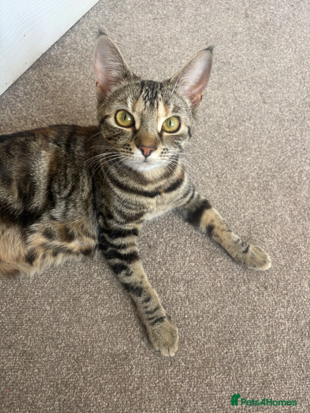 Mixed Breed cats for sale: Last little boy  - Advert 1