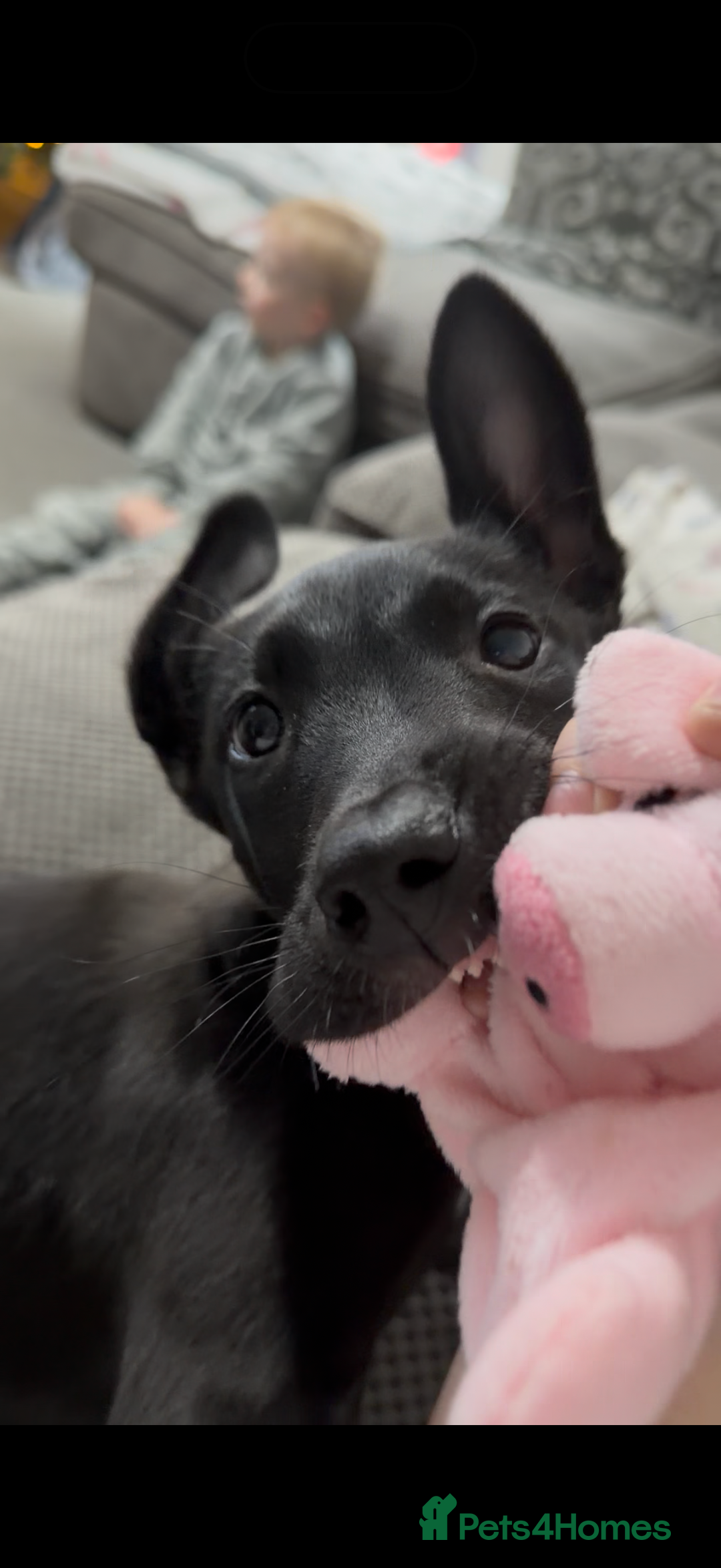 Belgian Shepherd Dog dogs for sale: Belgian malinois 3 month old pup  - Advert 4