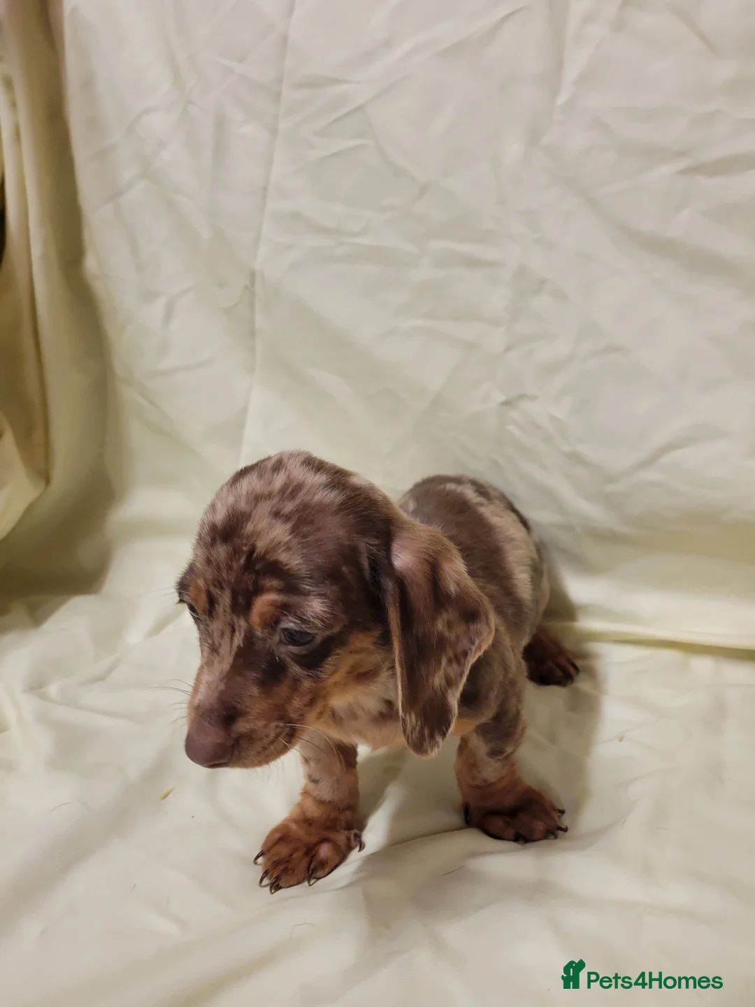 Miniature Dachshund dogs for sale: Miniature Dachshund Puppies for Sale - Advert 8