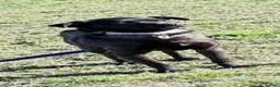 Mixed Breed dogs for adoption: Grace - Poringland Norfolk  in Norwich - Advert 3