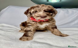 Mixed Breed dogs for sale: Goldendoodle/Australian double doodles  - Image 30
