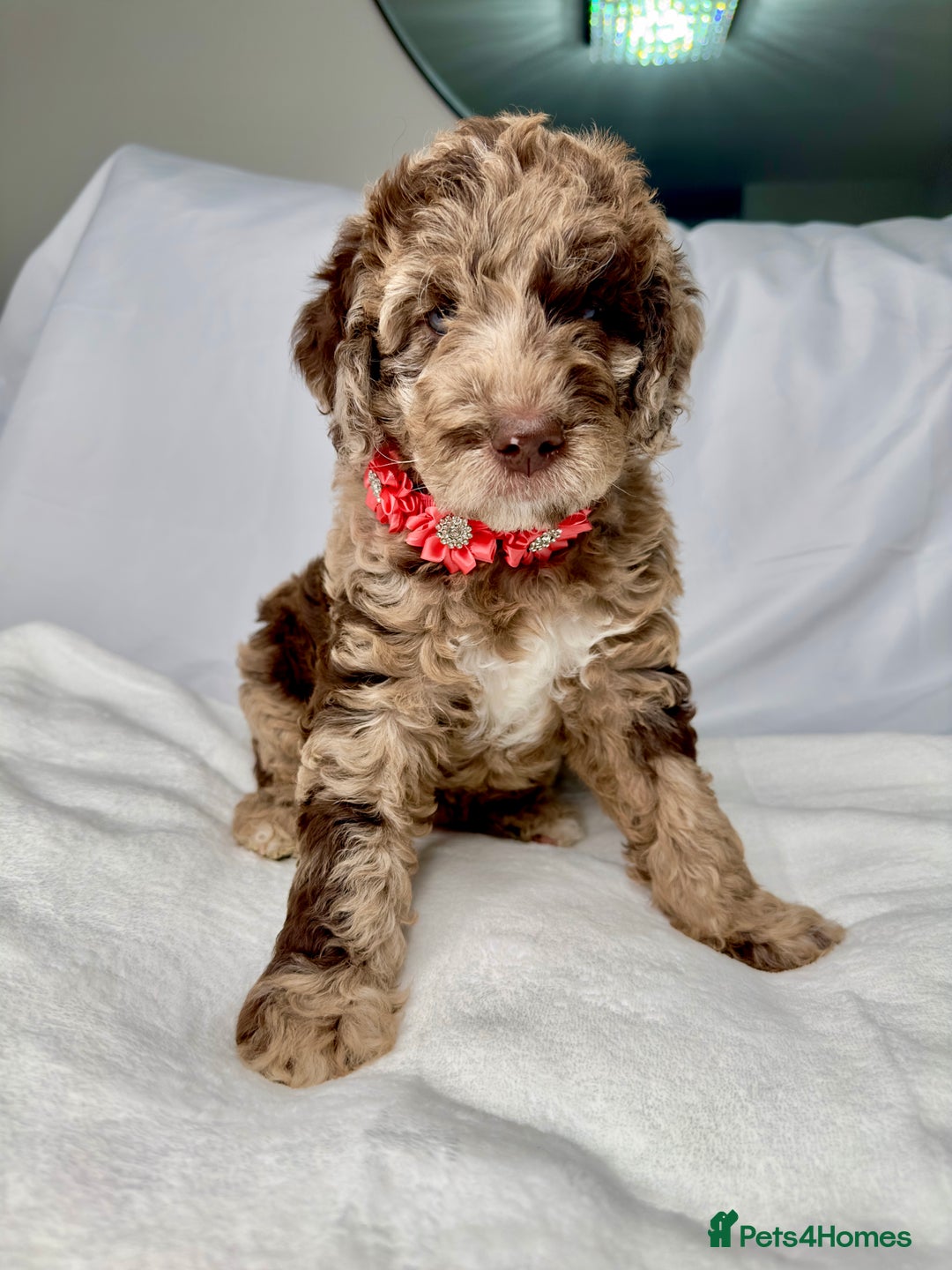 Mixed Breed dogs for sale: Goldendoodle/Australian double doodles  - Image 30