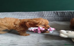 Cockapoo dogs for sale: F1B Cockapoos puppies - Image 2