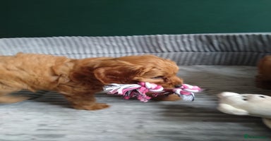 Cockapoo dogs - Advert 5