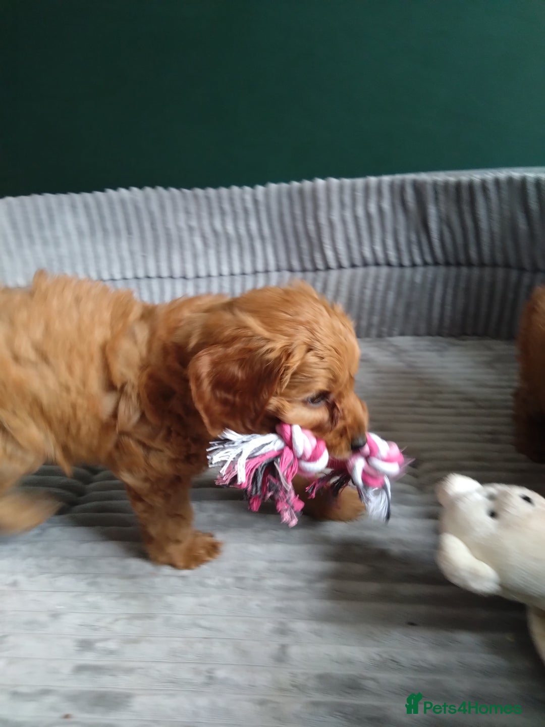 Cockapoo dogs for sale: F1B Cockapoos puppies - Image 2